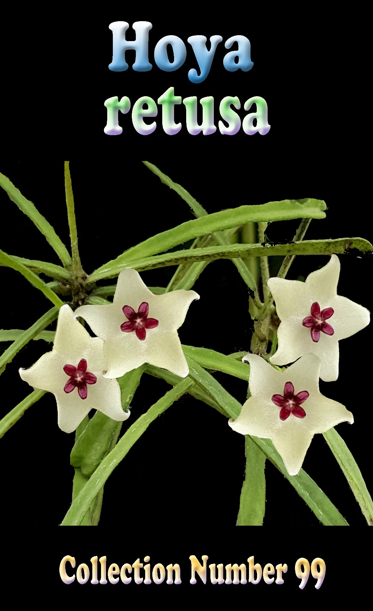 Hoya retusa - H099