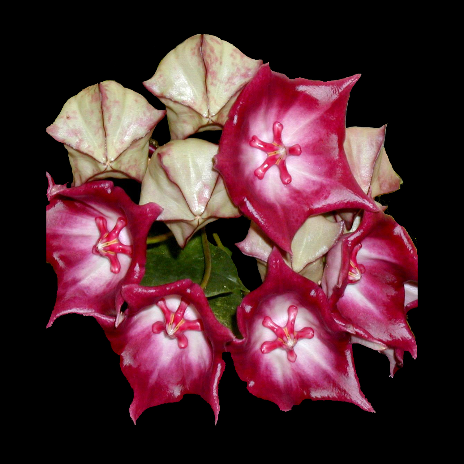 Hoya macgillivrayii