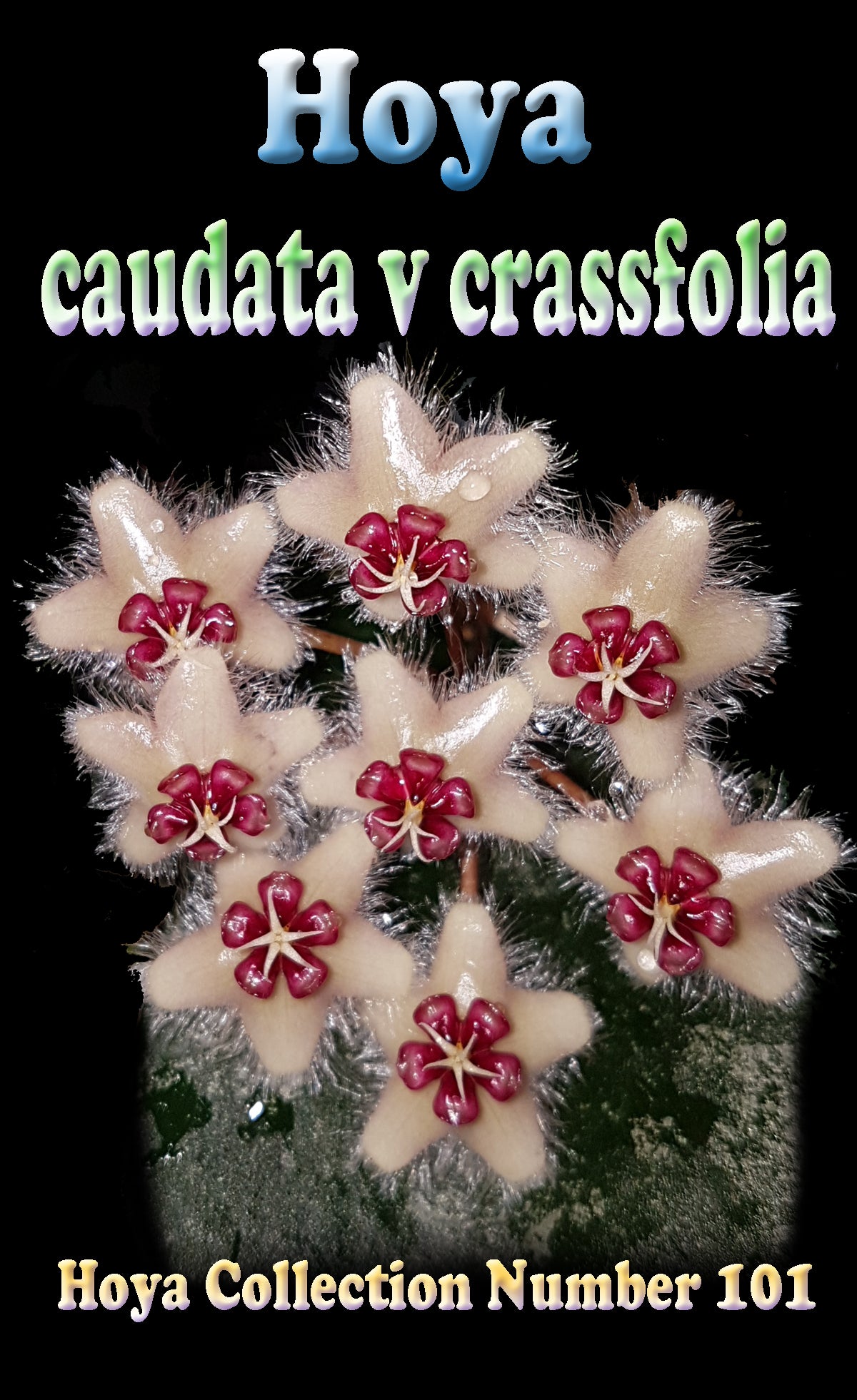 Hoya caudata 'Crassifolia' #101 100mm Pot