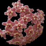 Hoya species ‘Pink’