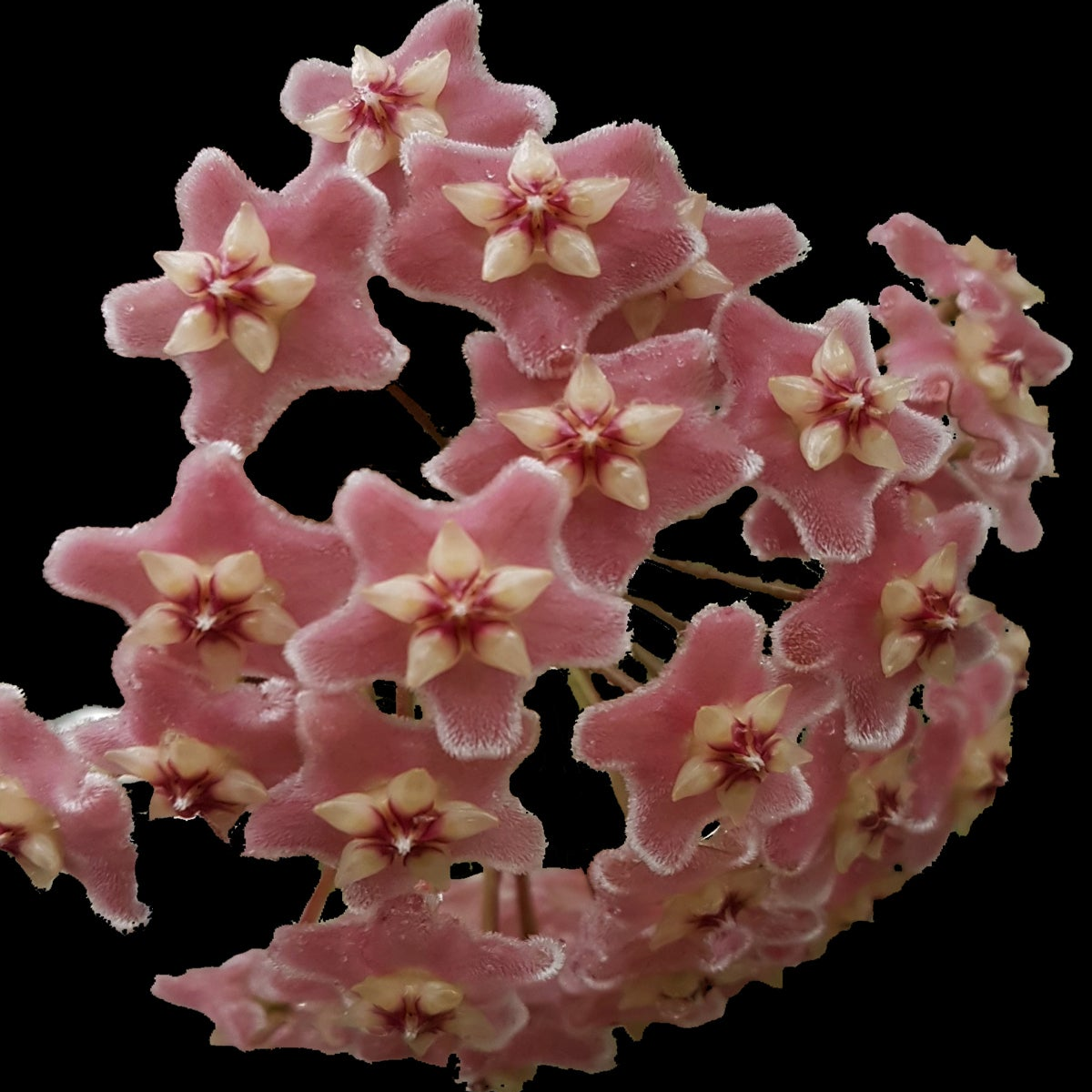 Hoya species ‘Pink’