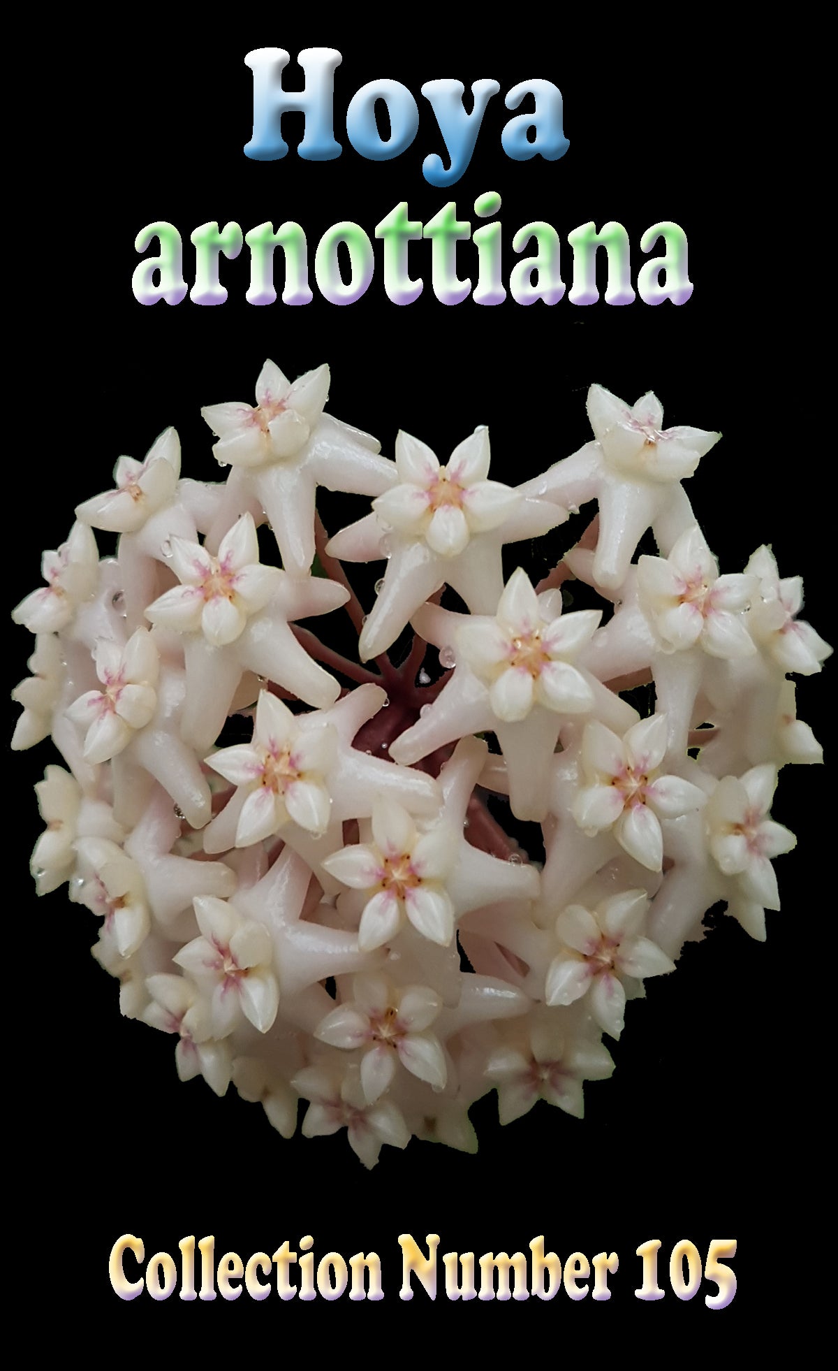 Hoya arnottiana