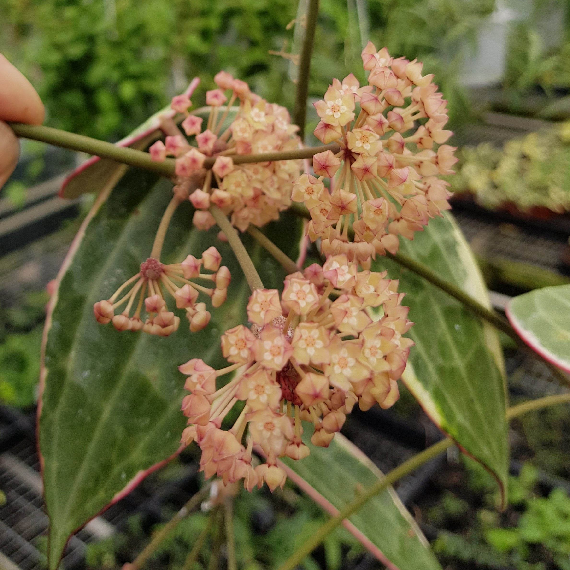 Hoya macrophylla 'Albomarginata' – Variegated Quilted Hoya