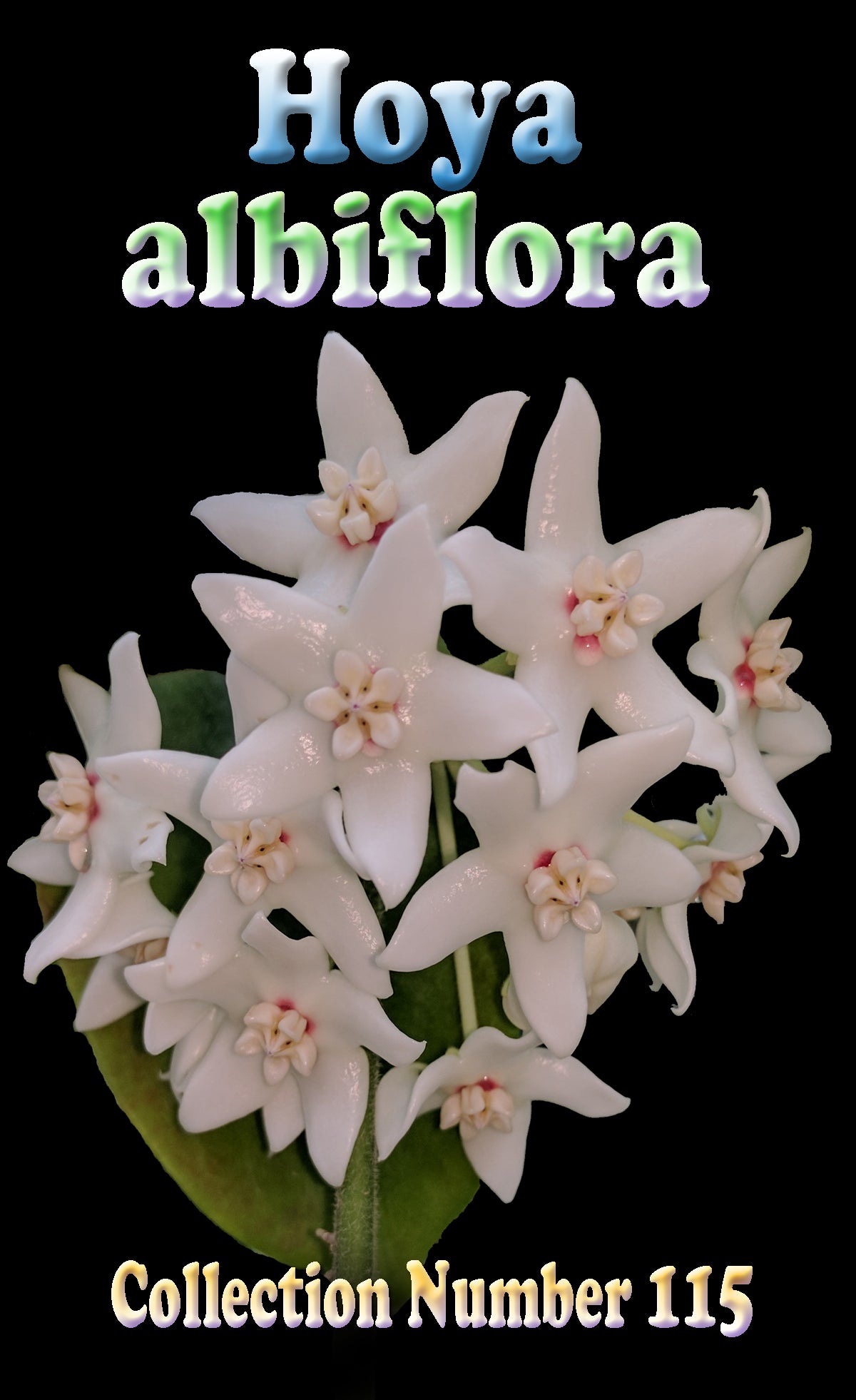 Hoya albiflora with glossy white star-shaped flowers and pale pink centres.