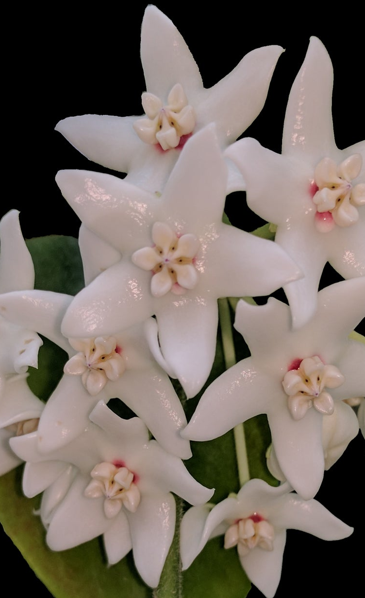 Hoya albiflora with glossy white star-shaped flowers and pale pink centres.