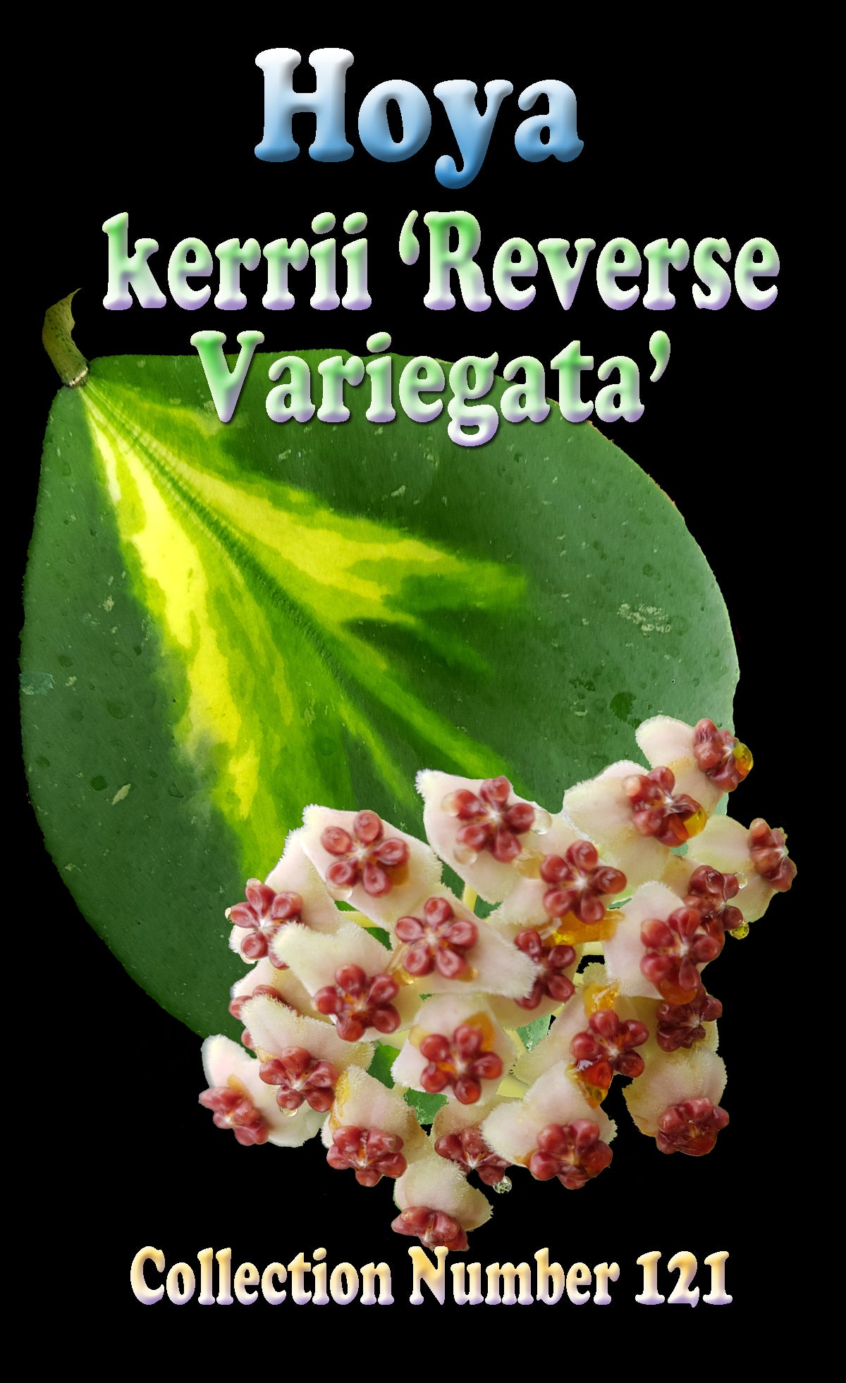 Hoya kerrii 'Reverse Variegata'