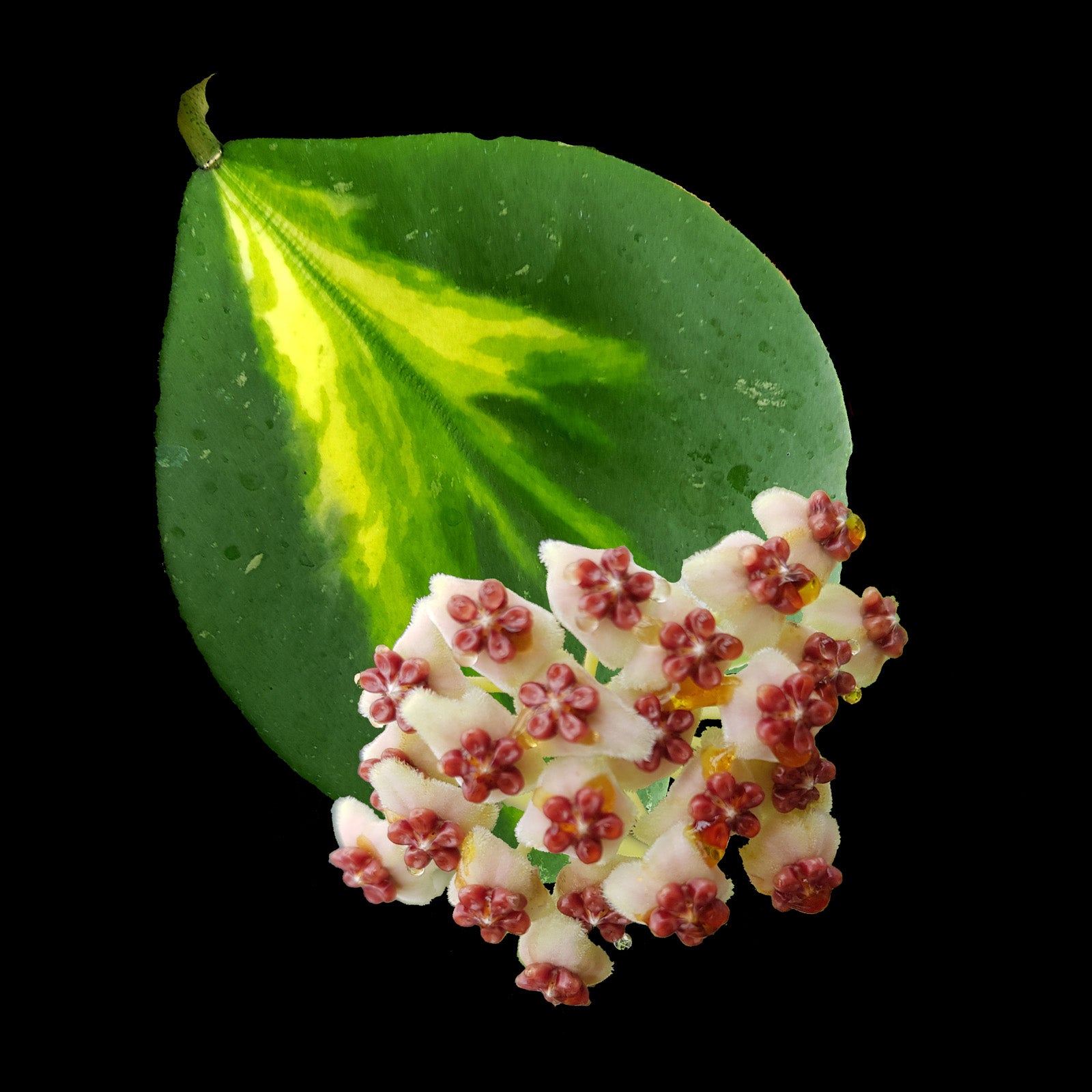 Hoya kerrii 'Reverse Variegata'