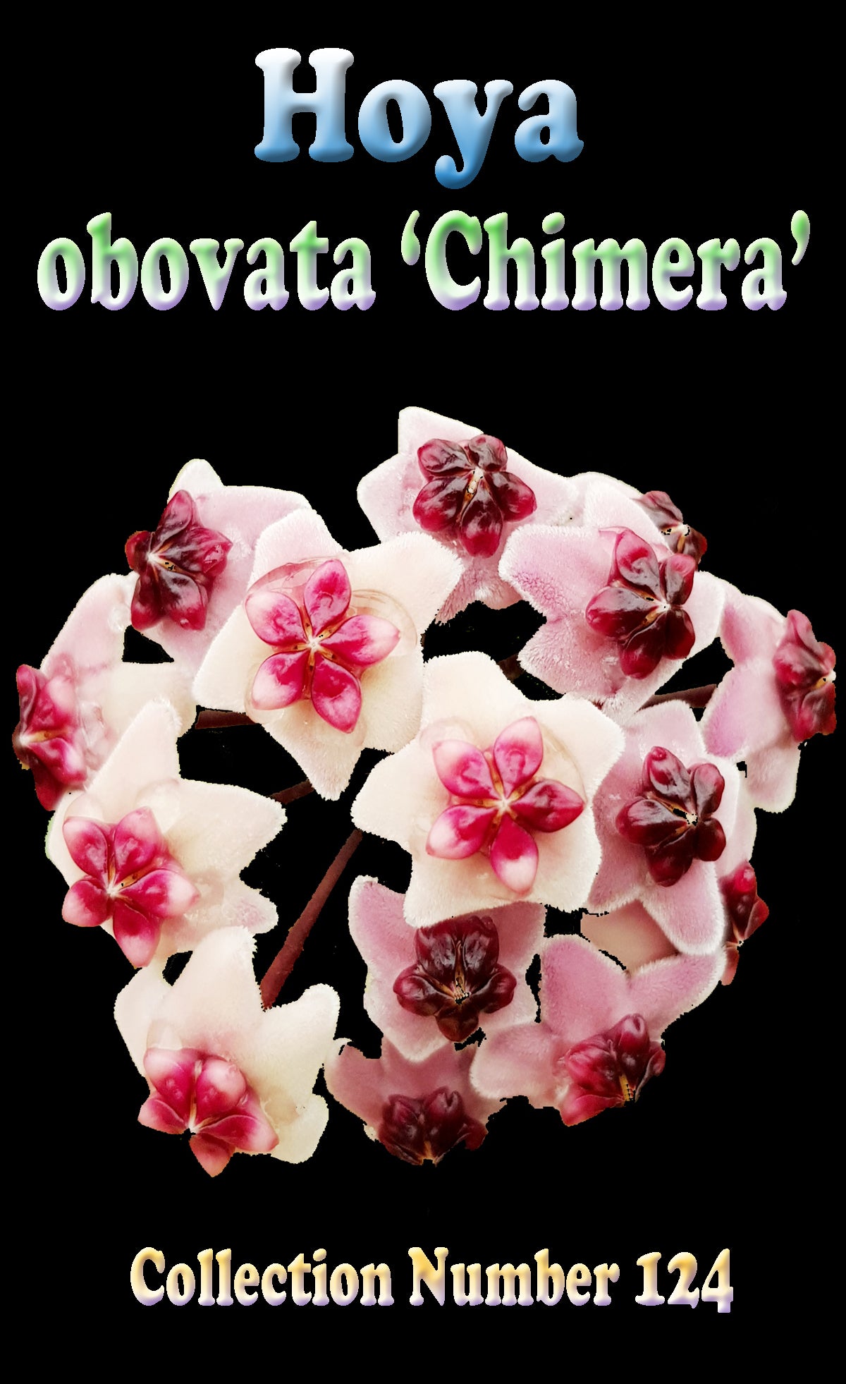 Hoya obovata 'Chimera'