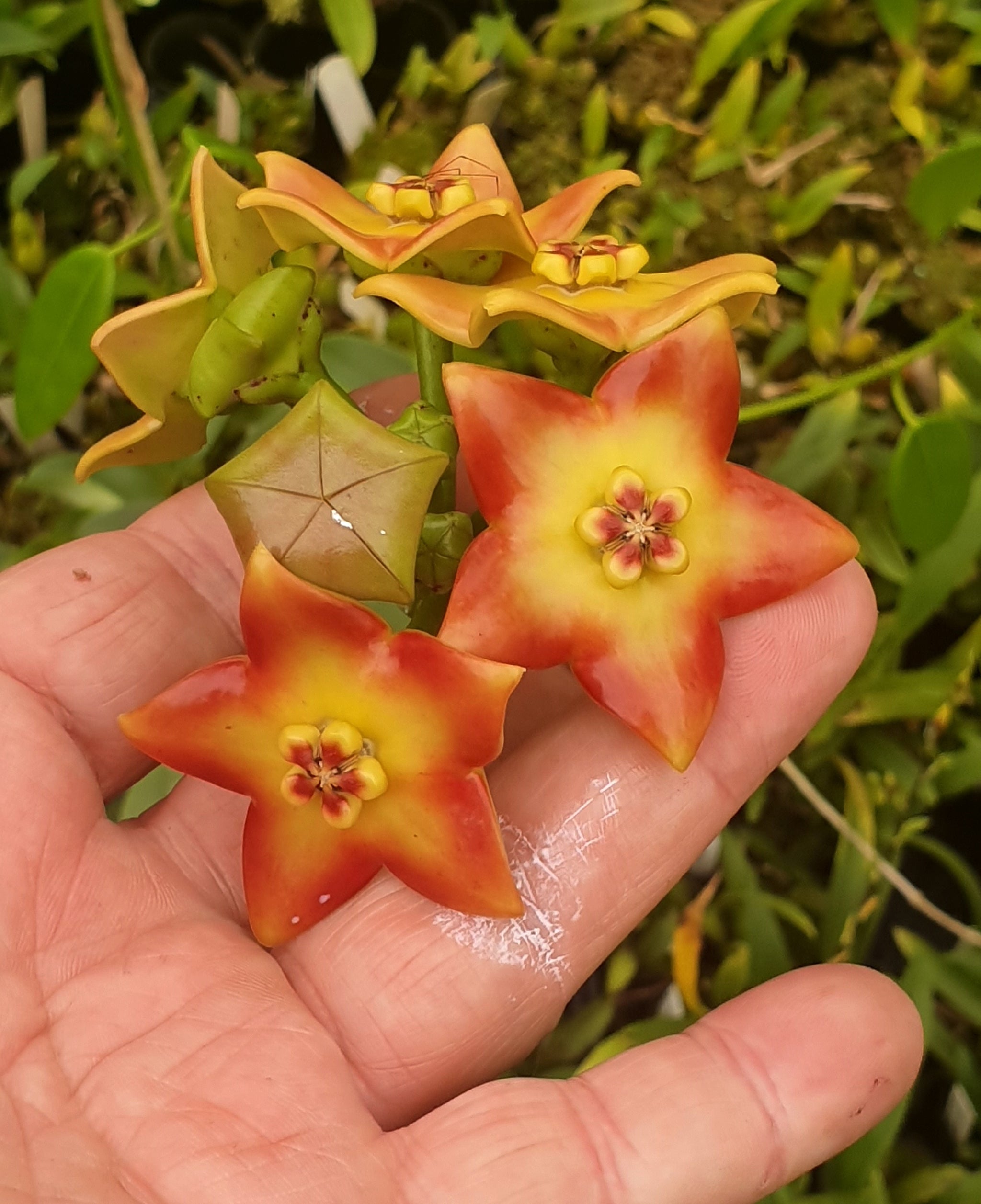 Hoya ariadna #150 100mm Pot