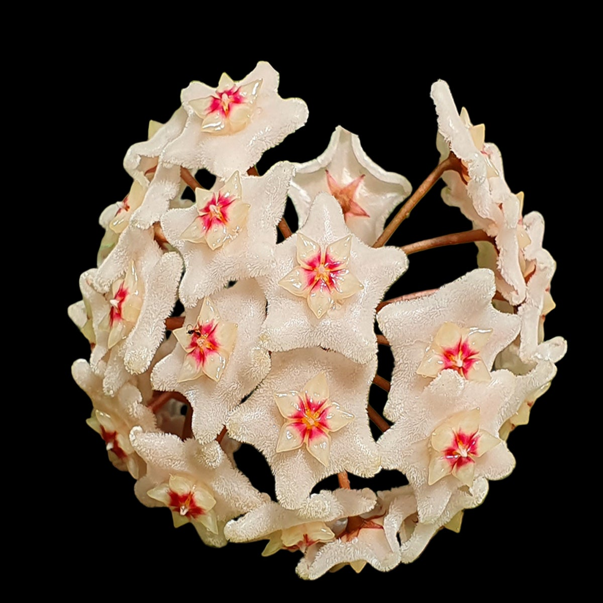 Hoya dasyantha