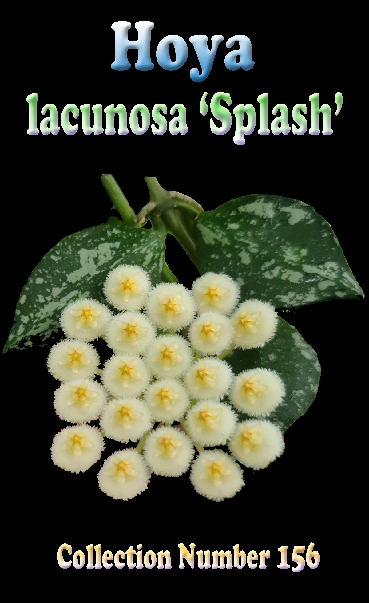 hoya lacunosa splash with fuzzy cream flowers and silver speckled leaves