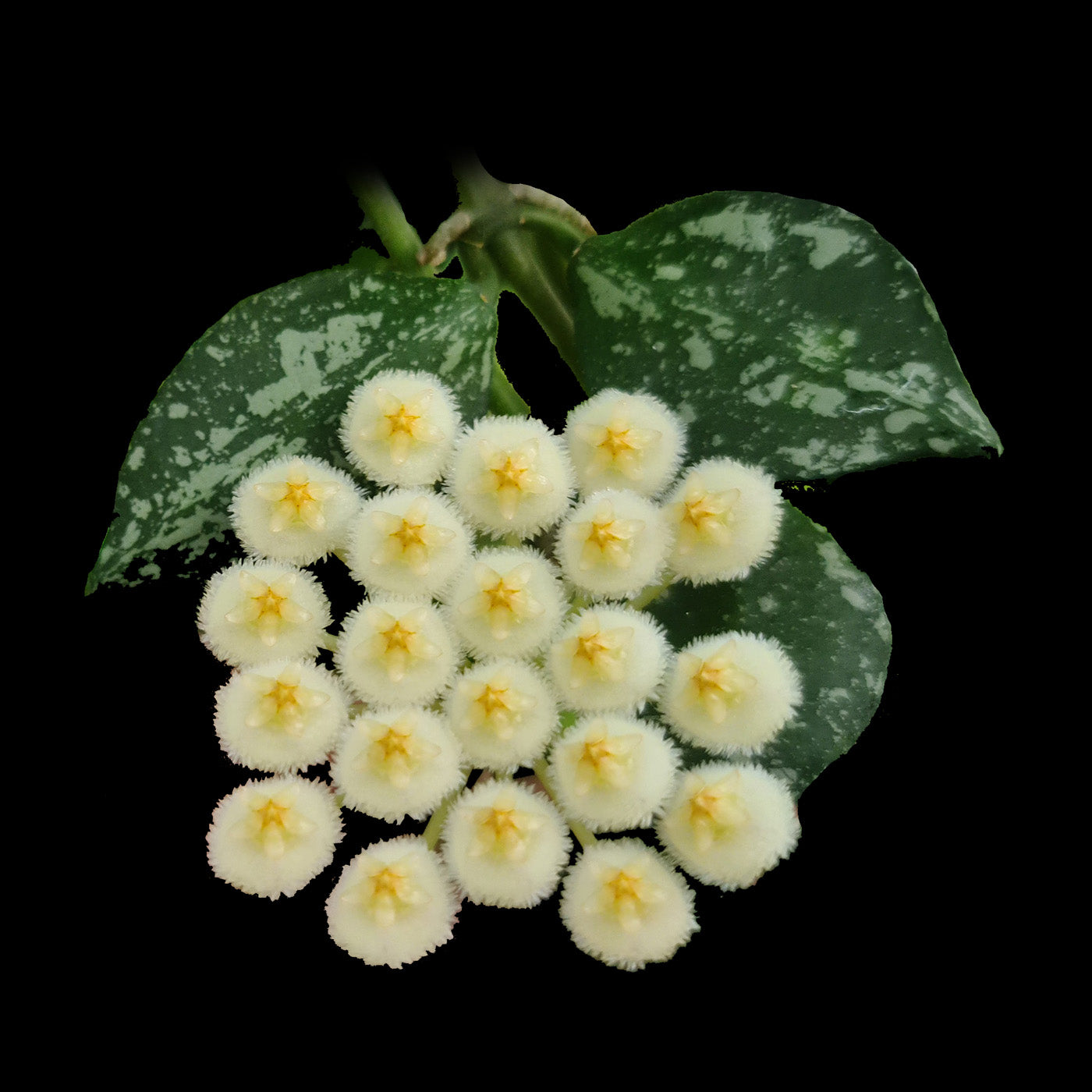 hoya lacunosa splash with fuzzy cream flowers and silver speckled leaves