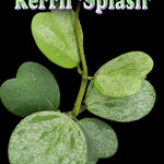 Hoya kerrii ‘Splash’ – H157
