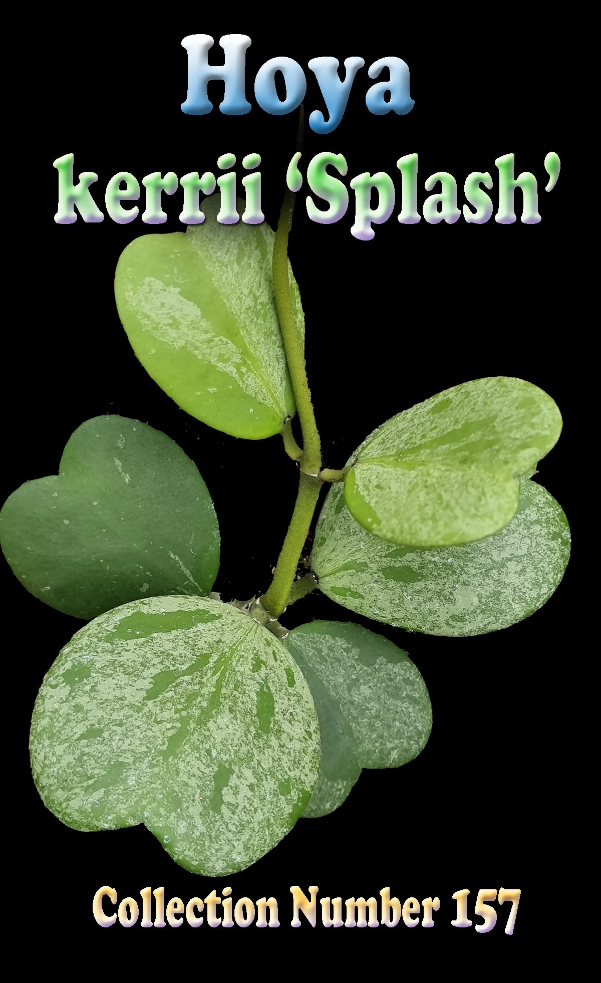 Hoya kerrii ‘Splash’ – H157