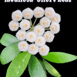 Hoya lacunosa ‘Short Leaf’ – H165