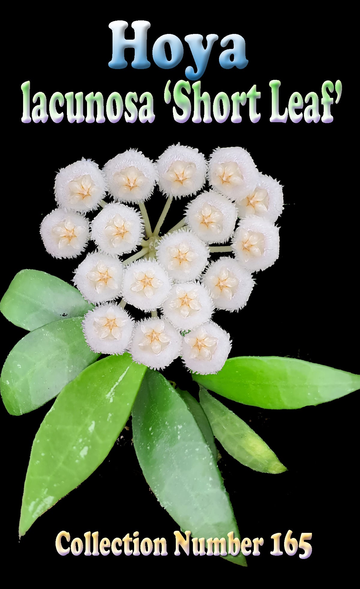 Hoya lacunosa ‘Short Leaf’ – H165