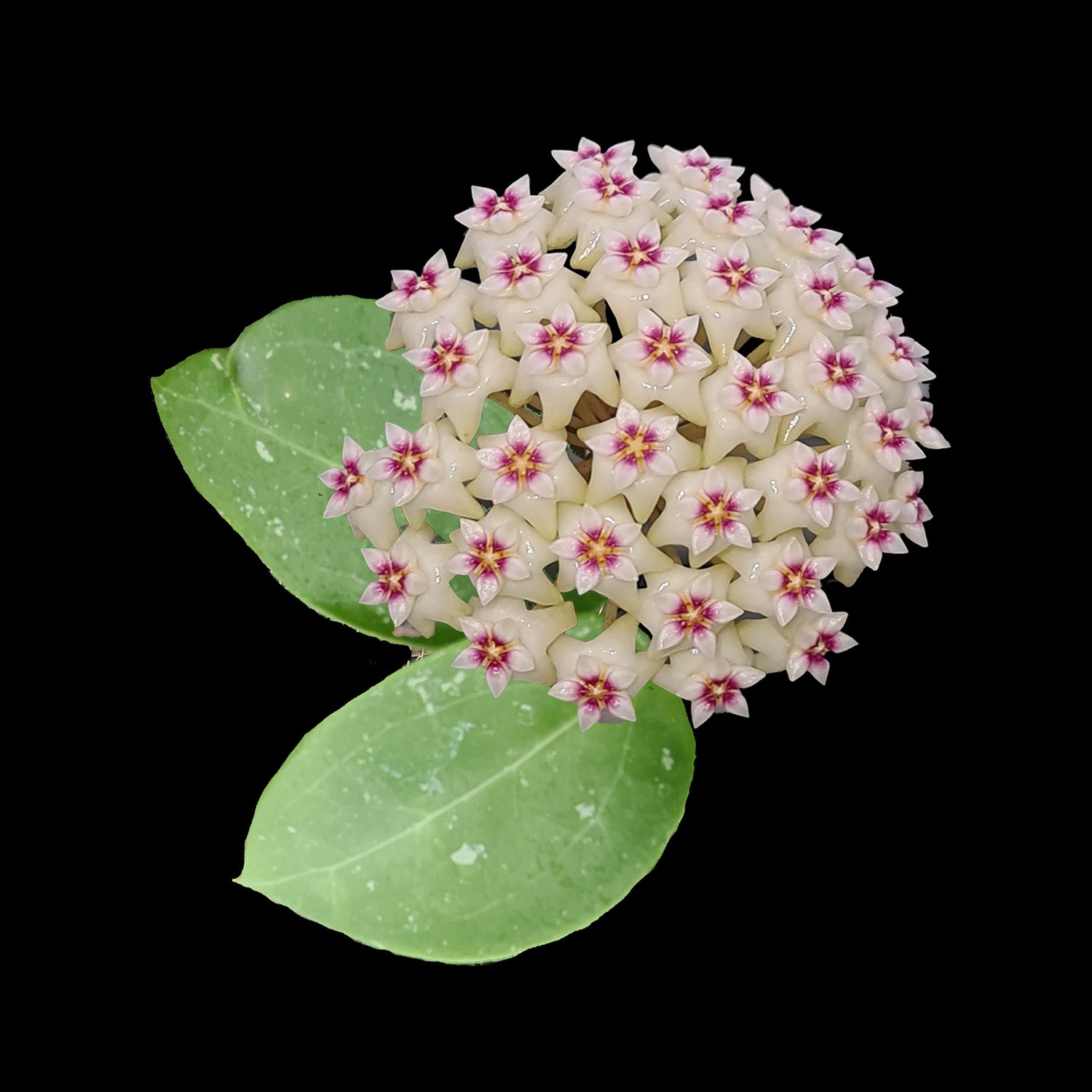 Hoya parasitica 'Heart Leaf'