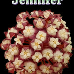 Hoya ‘Jennifer’ – H170