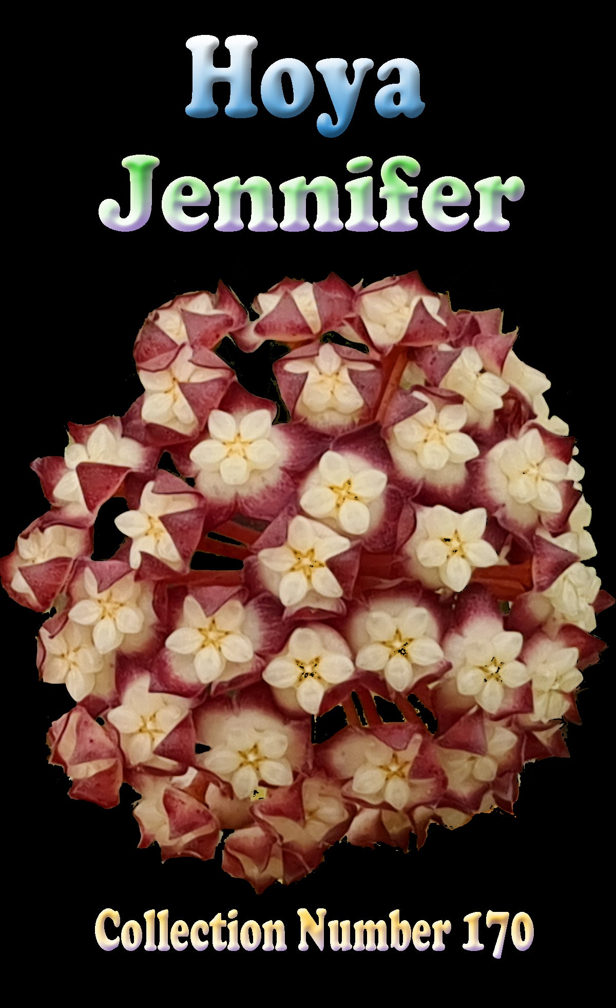 Hoya ‘Jennifer’ – H170