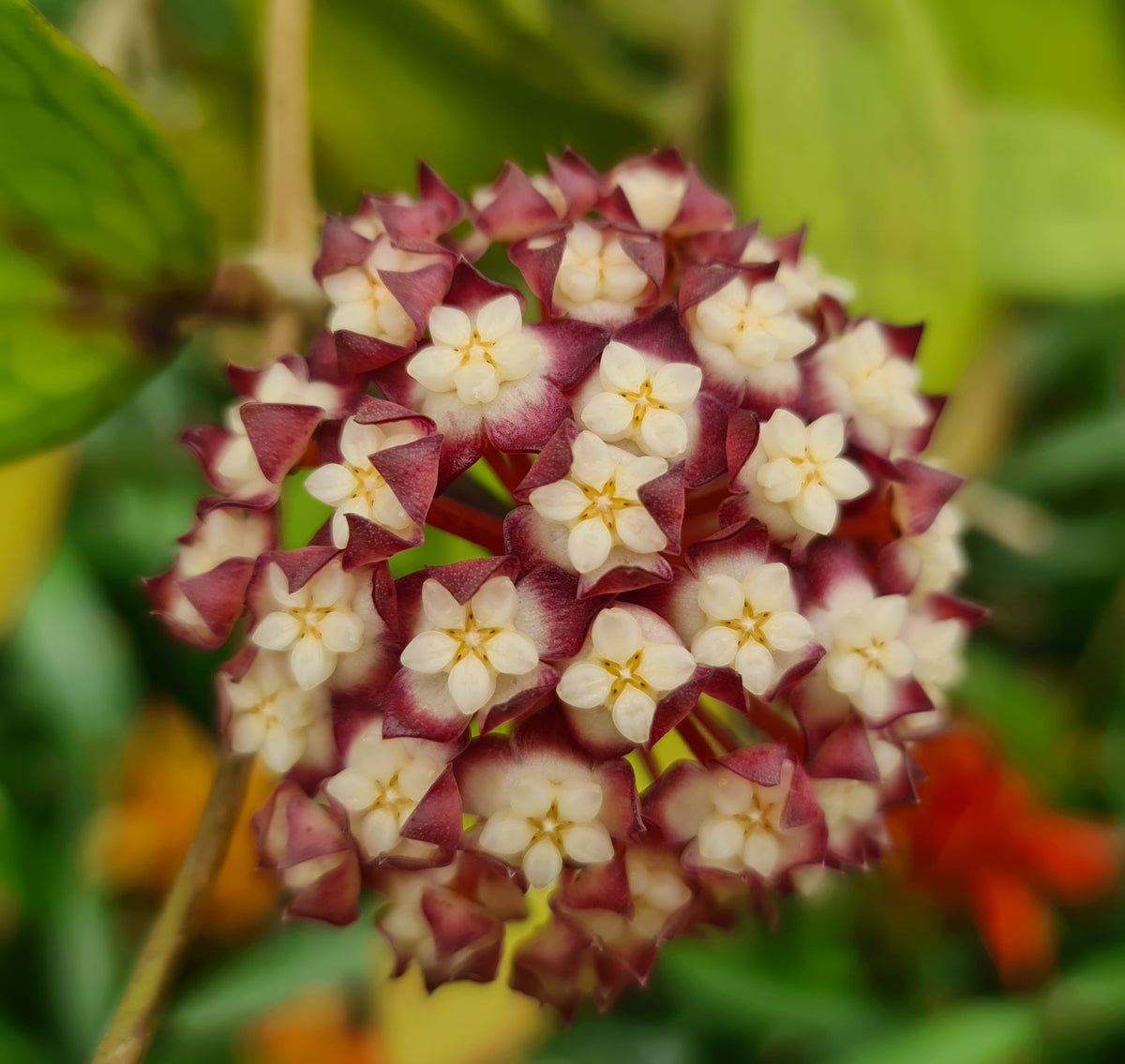 Hoya ‘Jennifer’ – H170