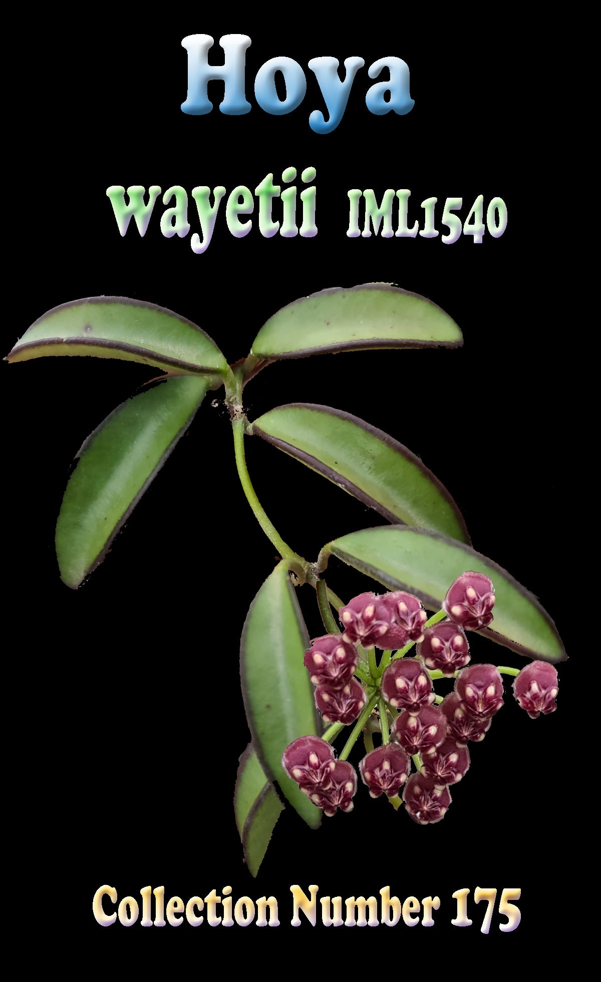 Hoya wayetii #175