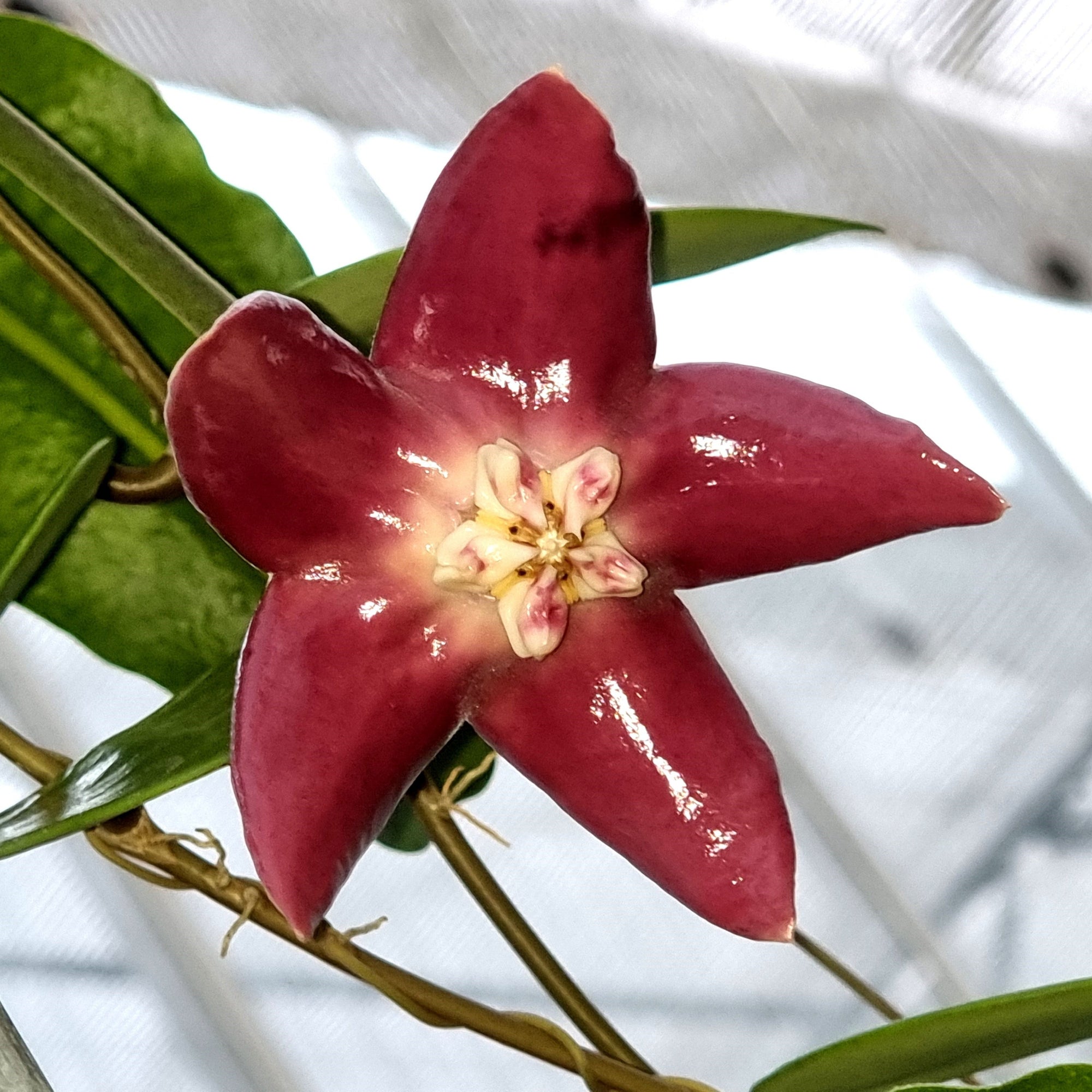 Hoya imperialis - Majestic Blooms; Vigorous Vines