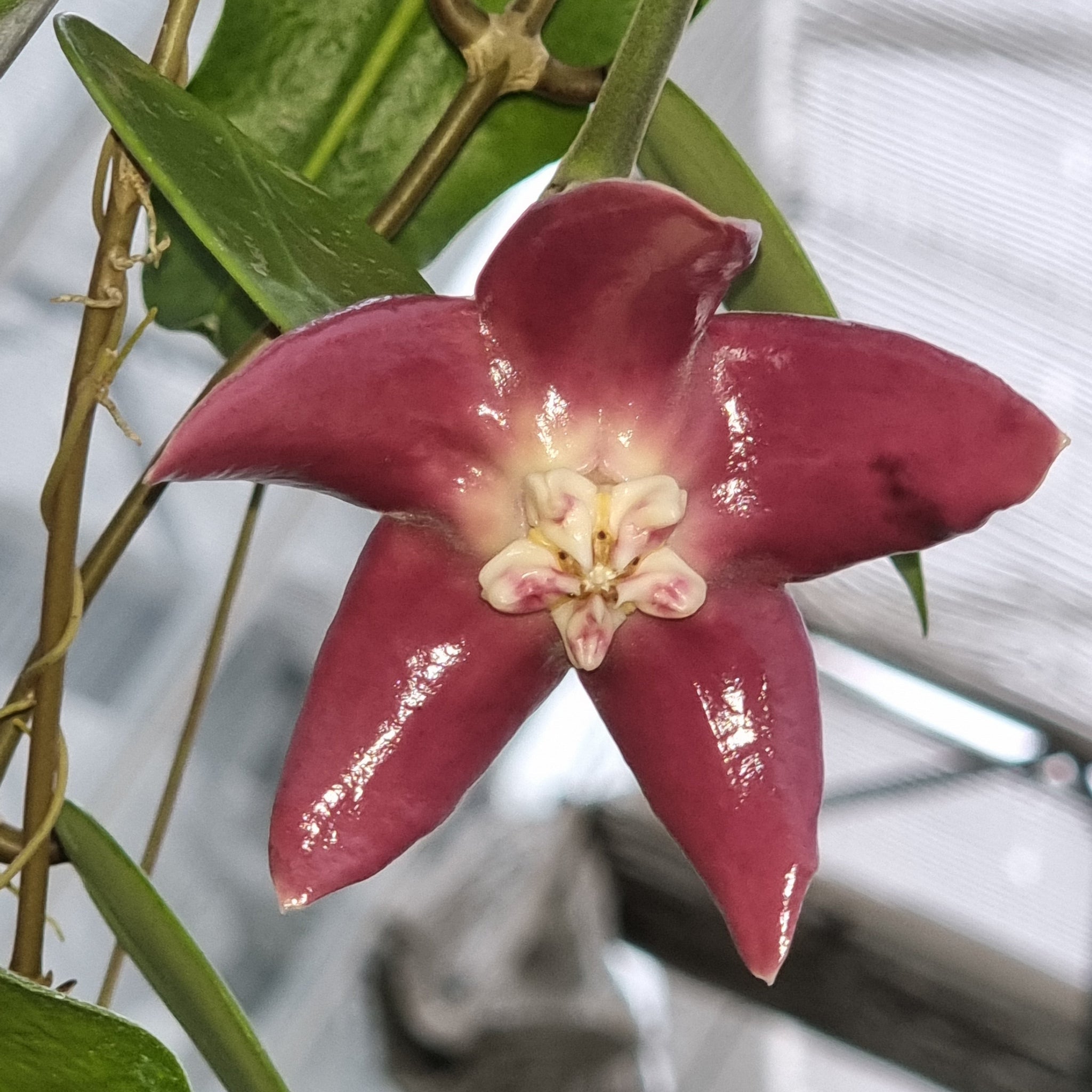 Hoya imperialis - Majestic Blooms; Vigorous Vines