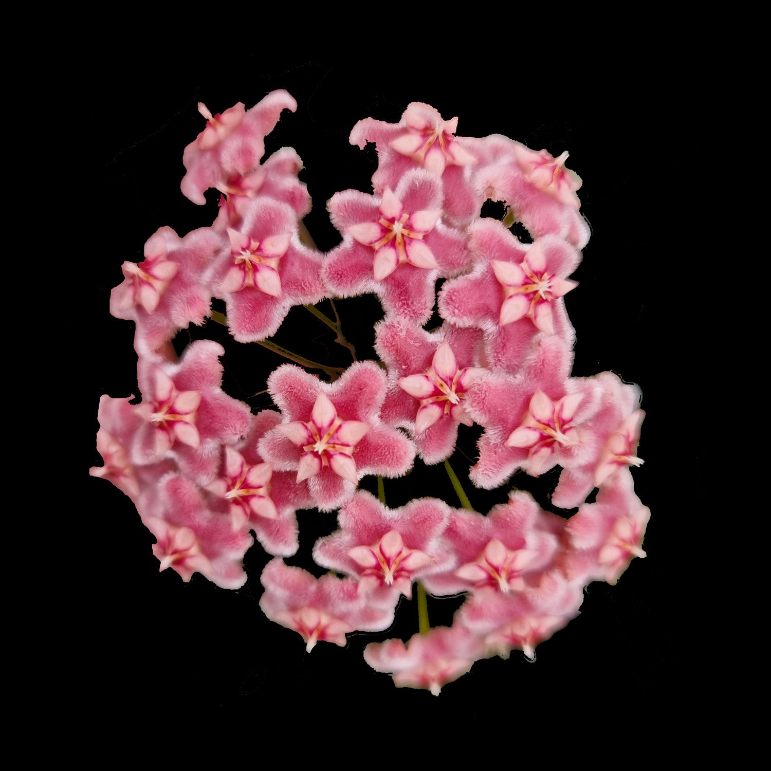Hoya pubicalyx 'Pink Dragon'