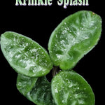 Hoya Krinkle ‘Splash’ – H188