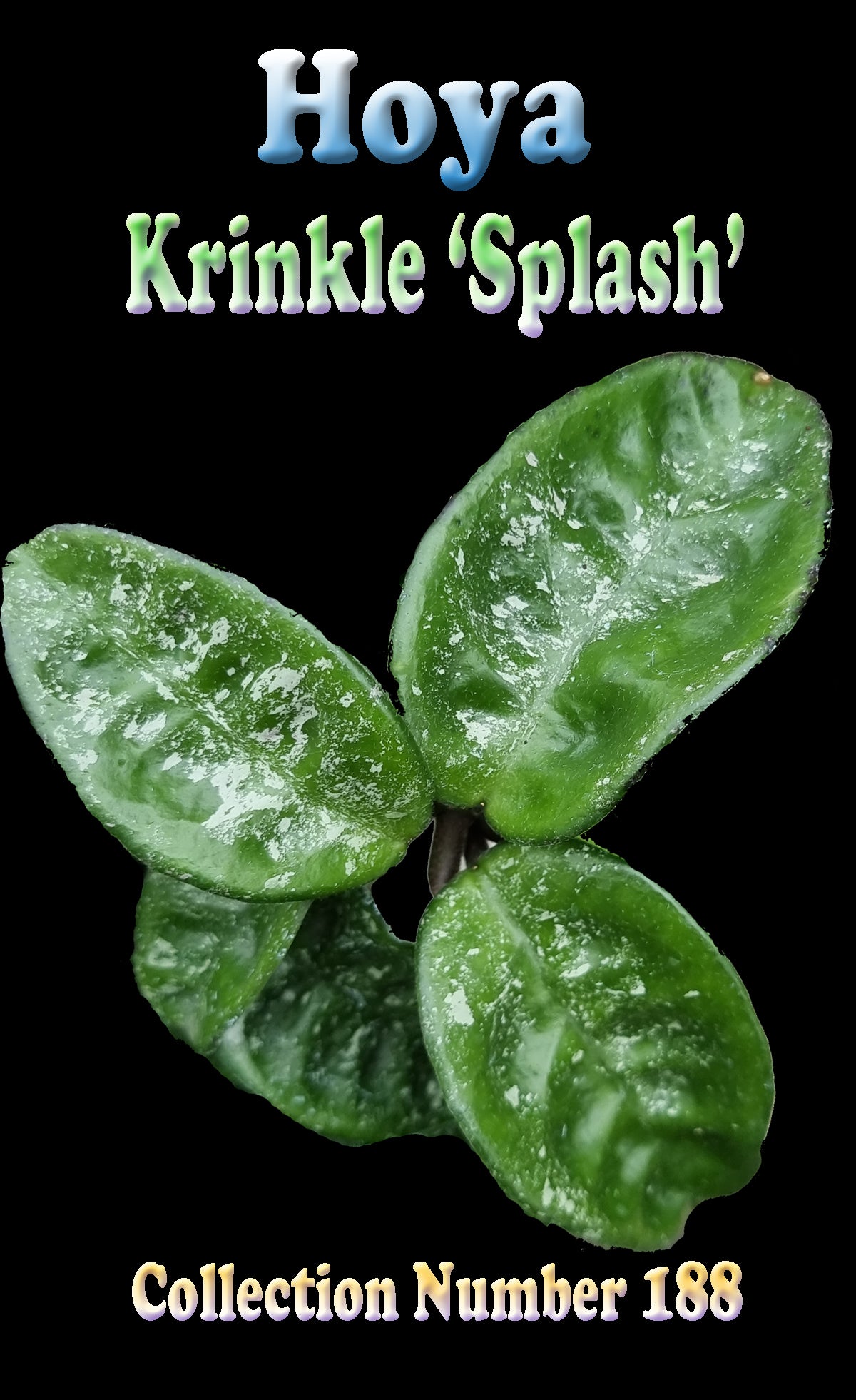 Hoya krinkle 'Splash' #188