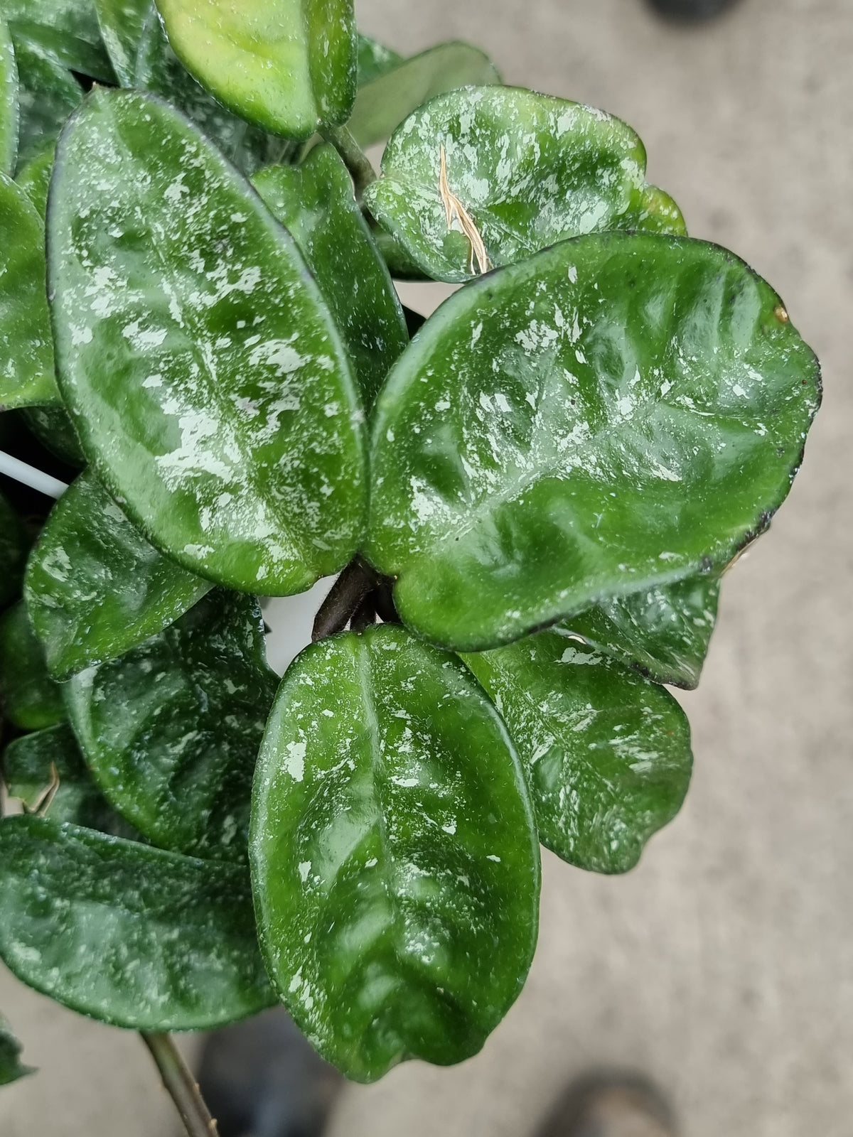 Hoya Krinkle ‘Splash’ – H188