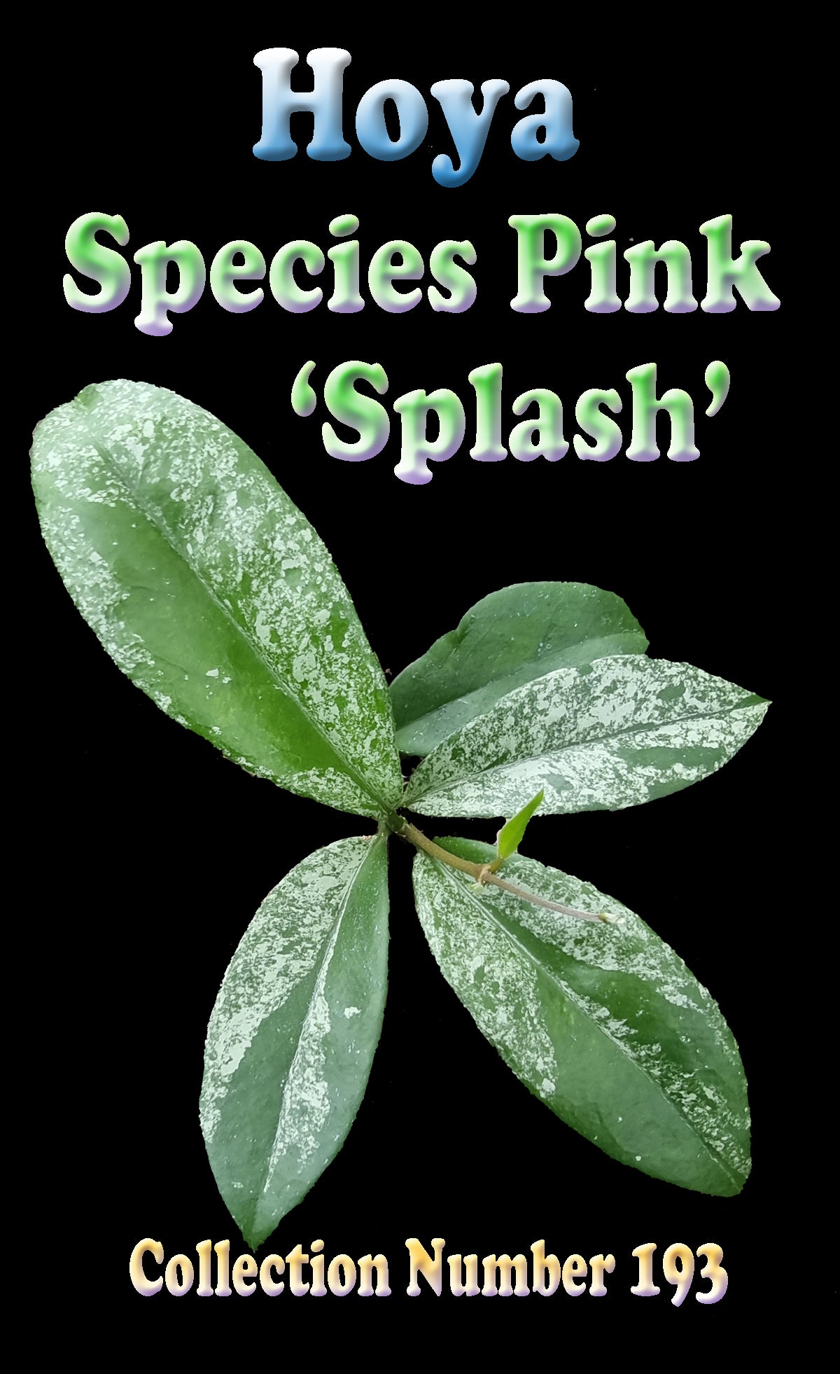 Hoya Species Pink 'Splash'