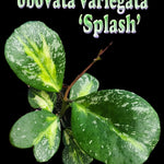 Hoya obovata variegata 'Splash'