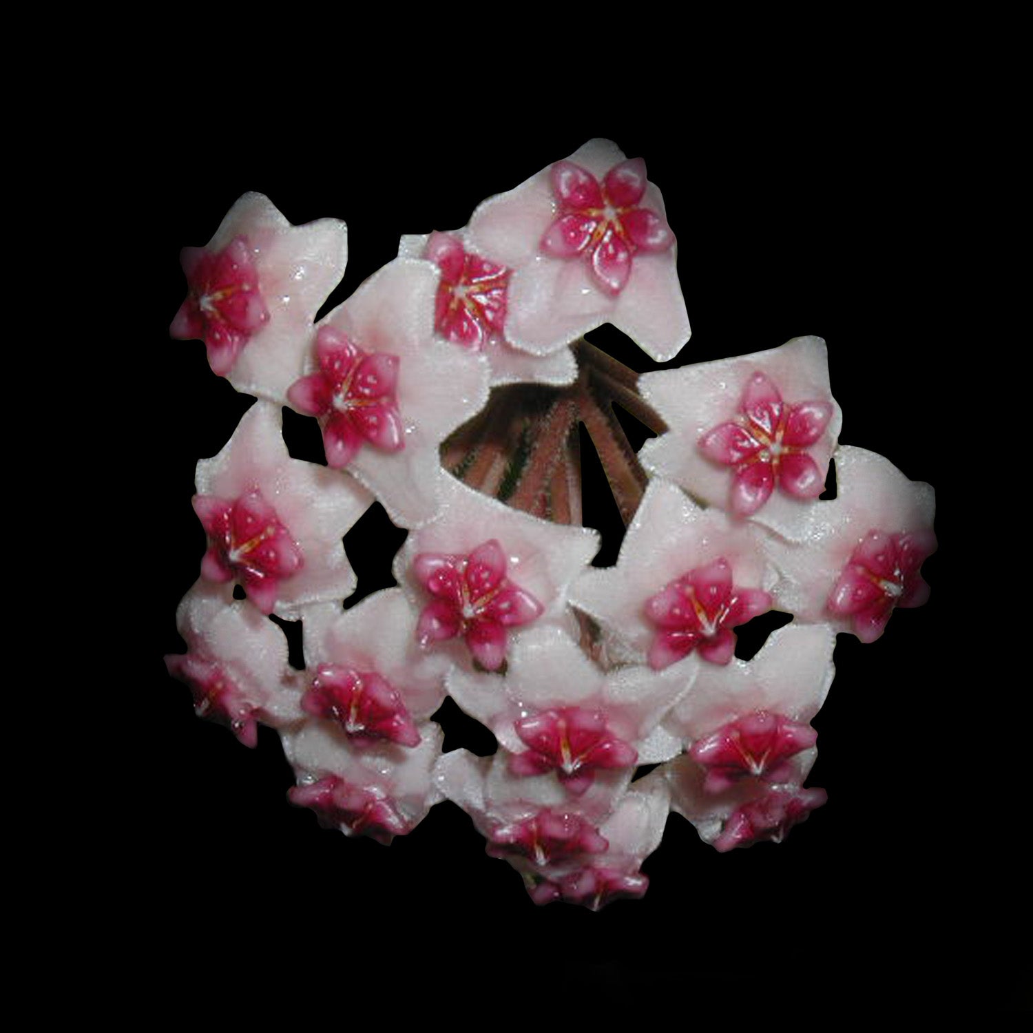 Hoya kerrii ‘Heart Hoya’ with pink-centred white star-shaped flowers in a cluster.