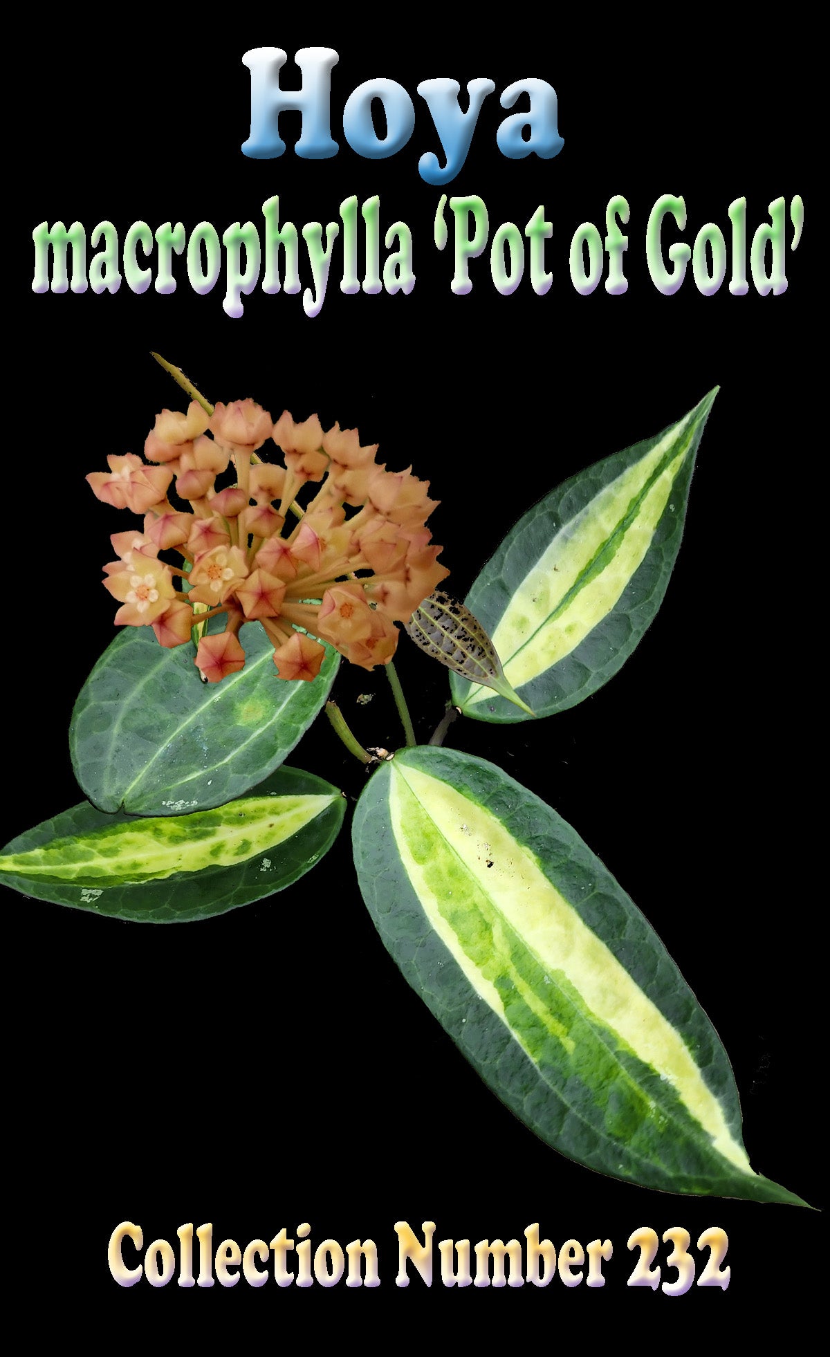 Hoya macrophylla Hoya macrophylla 'Pot of Gold' – Variegated