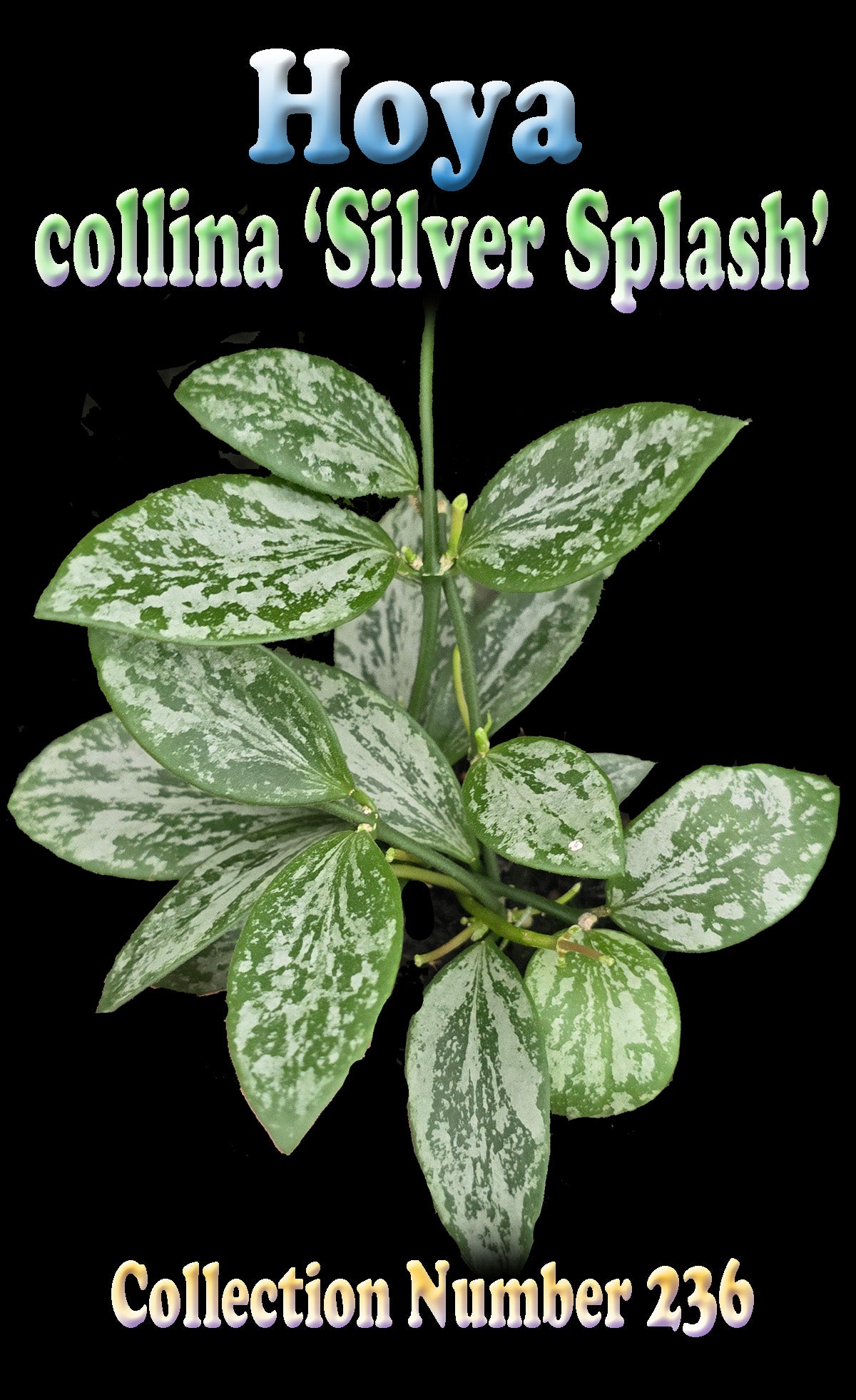 Hoya collina ‘Silver Splash’ Collection Number 236 identification graphic.