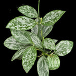 Hoya collina ‘Silver Splash’ with heavily mottled silver-green leaves.