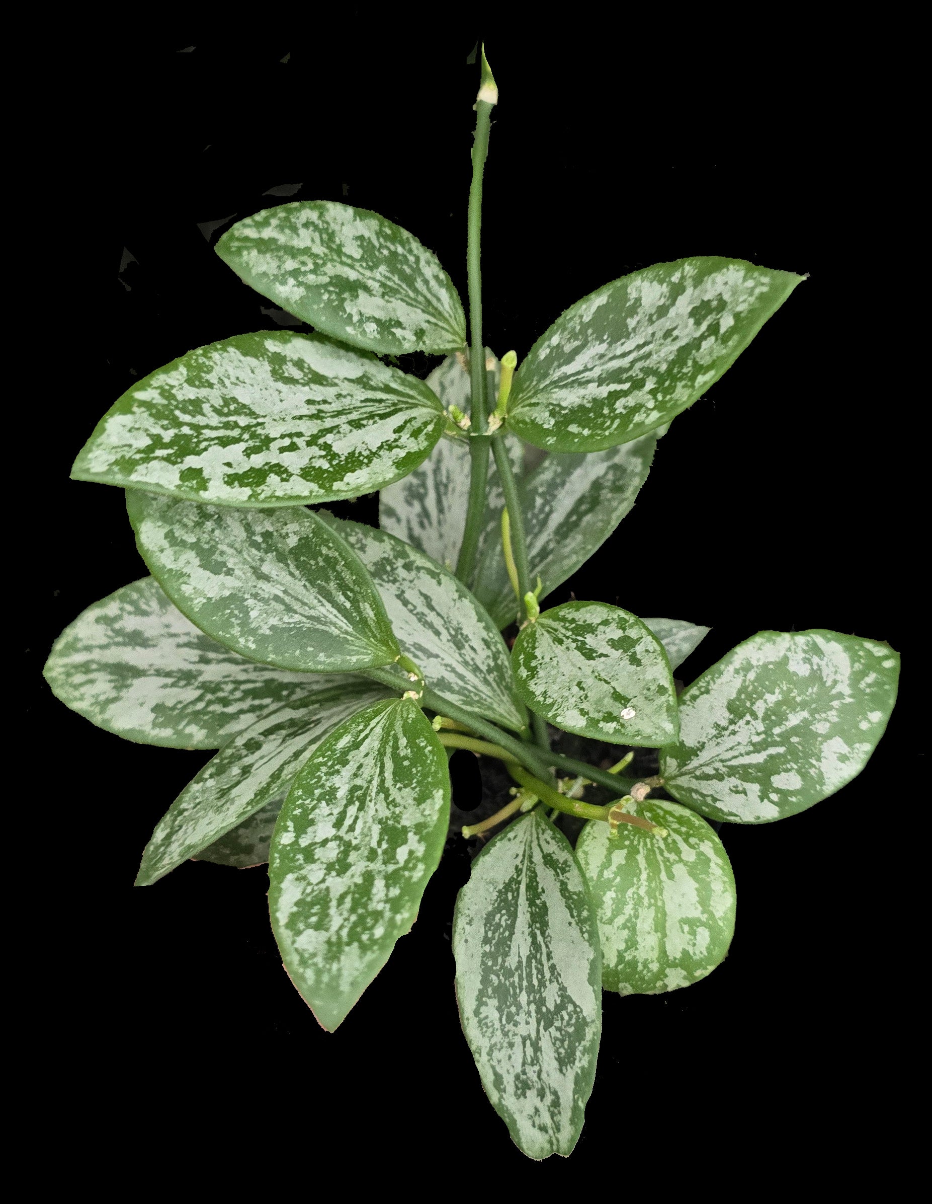 Hoya collina ‘Silver Splash’ with heavily mottled silver-green leaves.