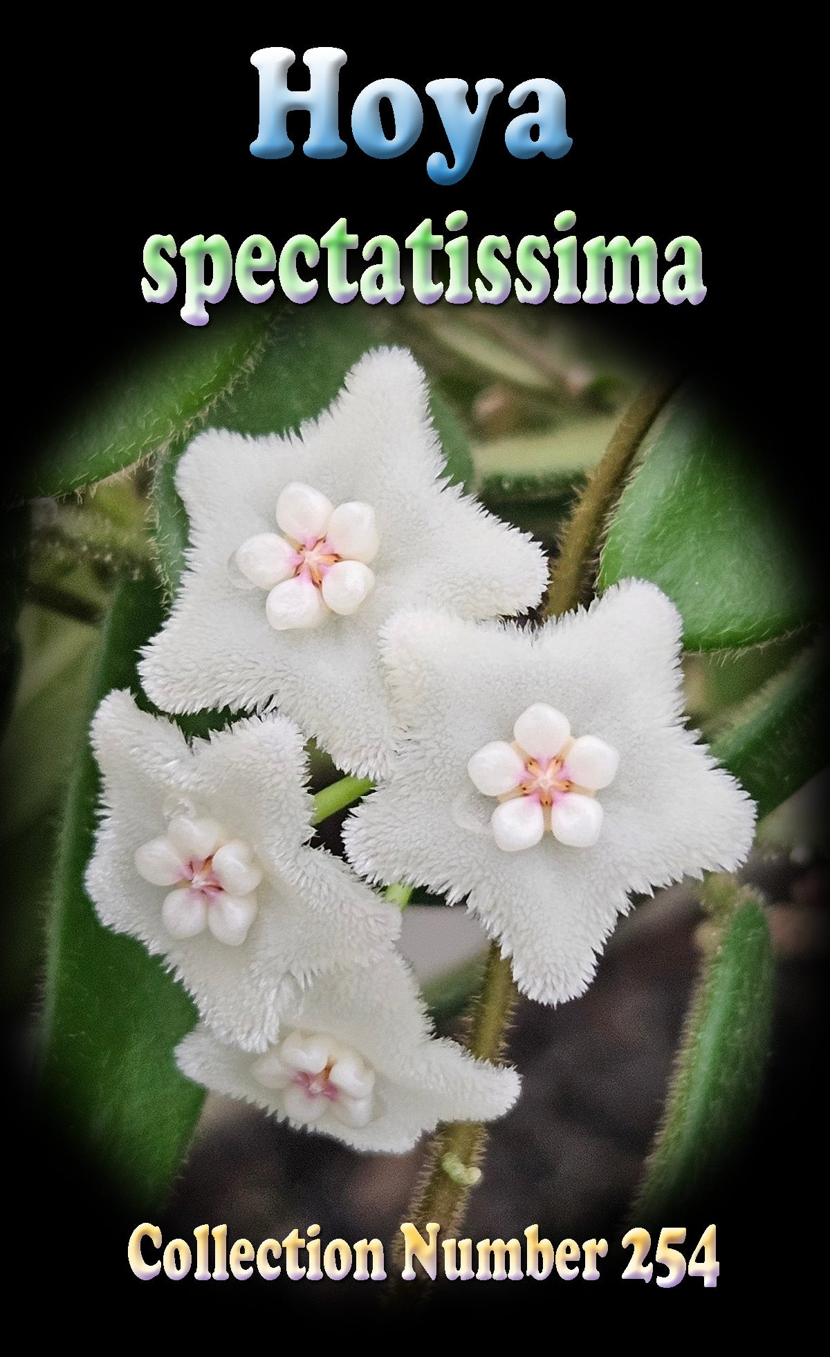 Hoya spectatissima
