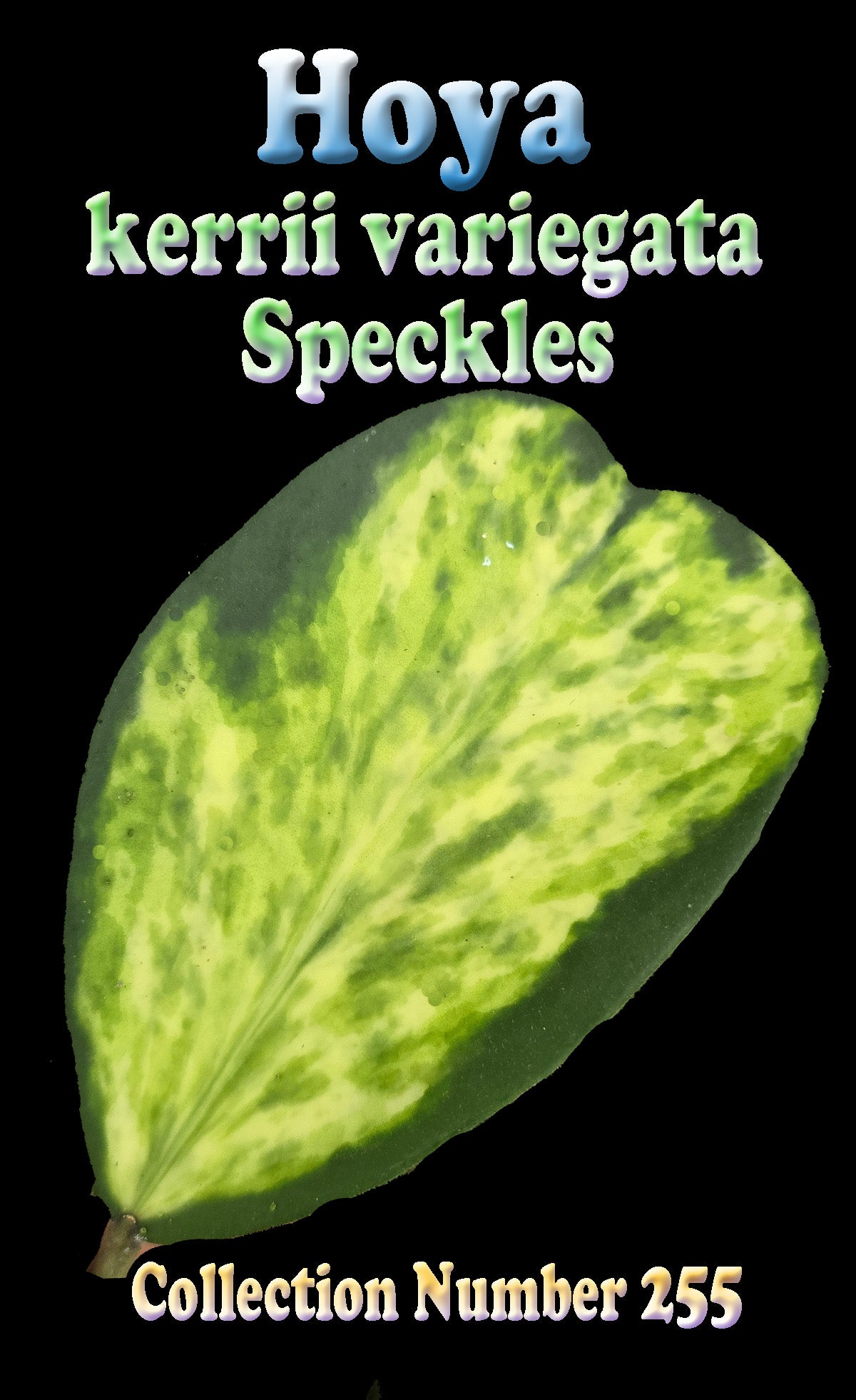 Hoya kerrii variegata ‘Speckles’ – H255