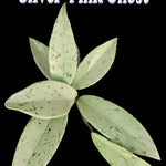 Hoya carnosa 'Silver Pink Ghost' – H258