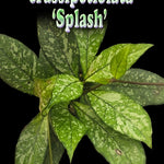 Hoya crassipetiolata 'Splash' – H259