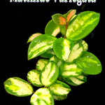 Hoya Mathilde Variegata – H260