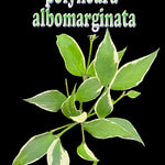 Hoya polyneura albomarginata – H261
