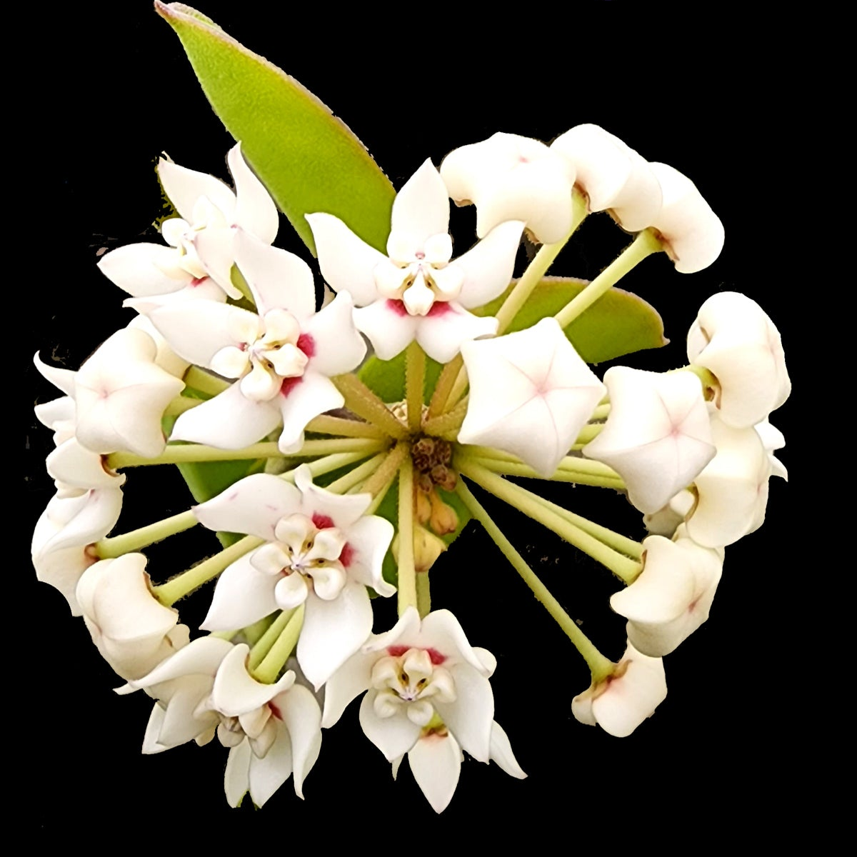 Hoya australis compacta