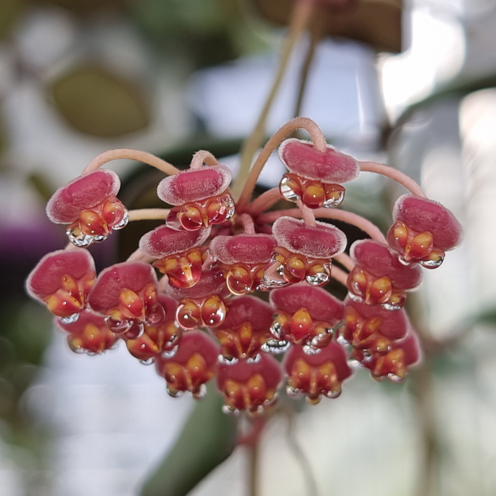Hoya burtoniae