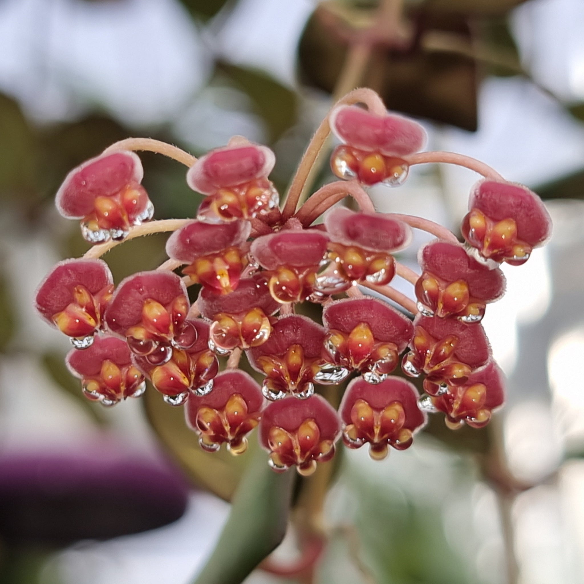 Hoya burtoniae