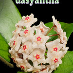 Hoya dasyantha plant with cream fuzzy flowers and bright red-yellow centres against thick veined green leaves