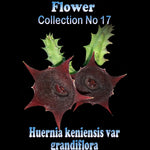 Huernia keniensis var. grandiflora Stapelia Starfish Flower – Collection No. 17
