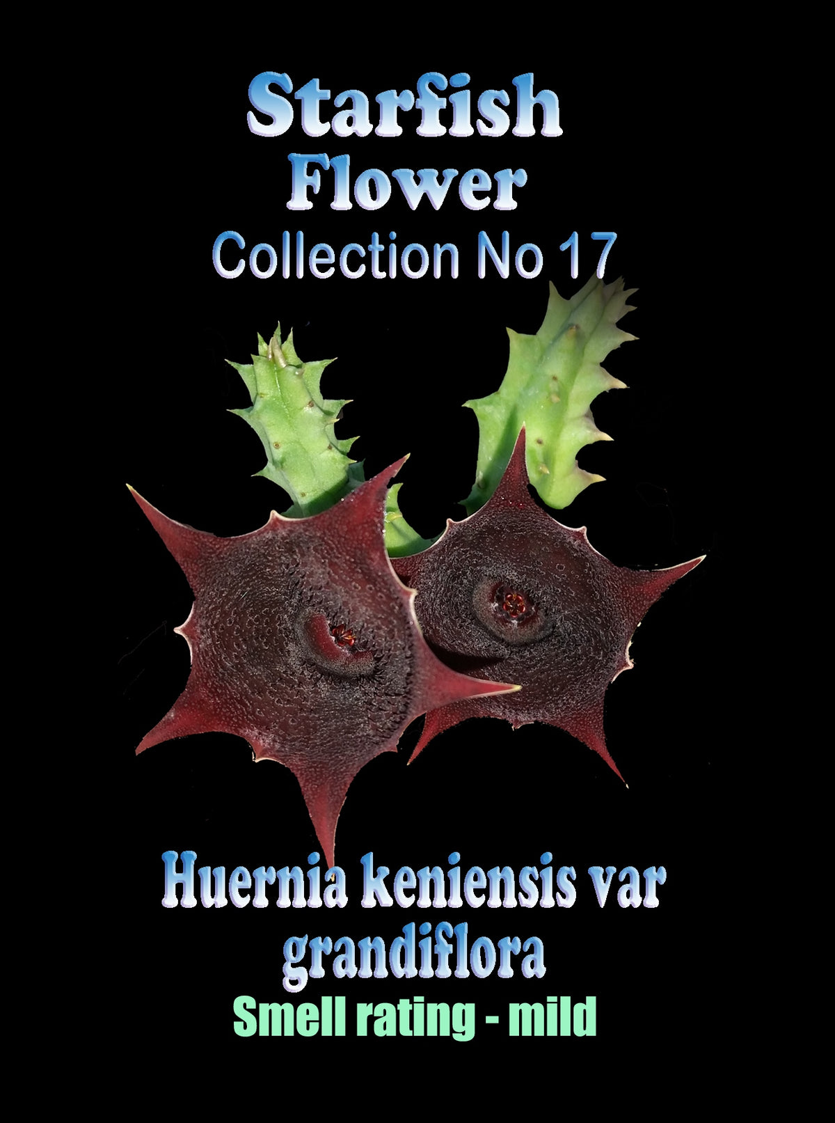 Huernia keniensis var. grandiflora Stapelia Starfish Flower – Collection No. 17